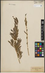 Foto von Salix purpurea L.